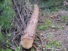 Skidding a Cedar Log