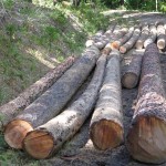 Logs